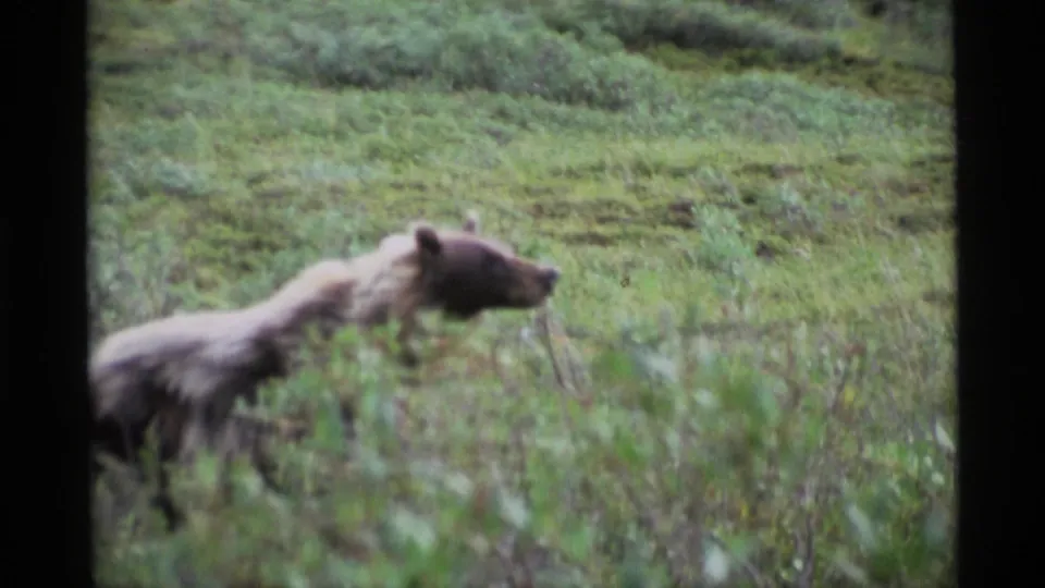 Closer 8mm frame of a grizzly bear moving across dense green vegetation in Alaska, with soft motion and handheld framing.