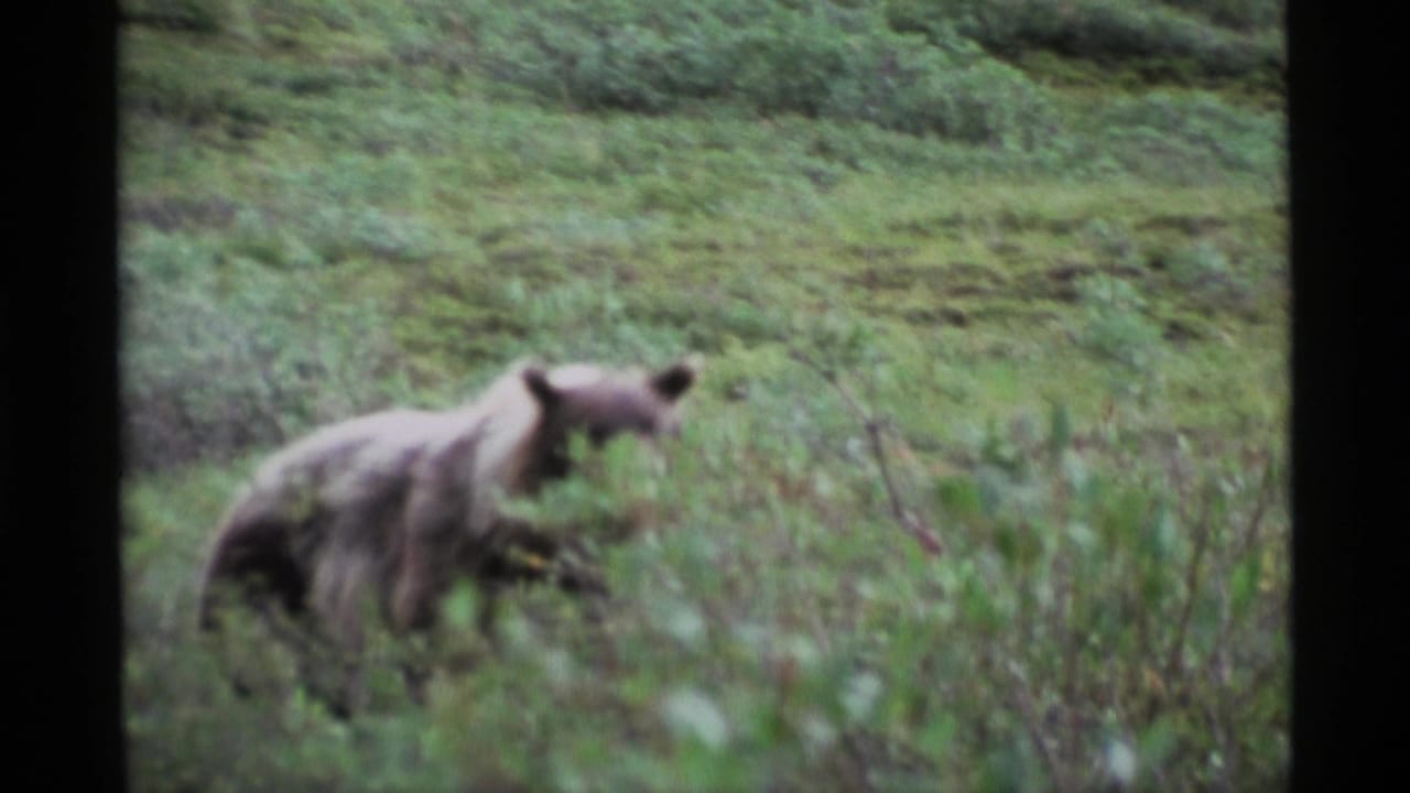 Grizzly bear walking through a green meadow with shrubs in the foreground.