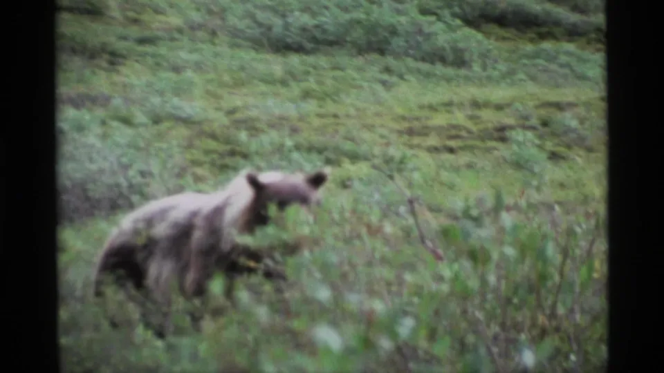 A grizzly bear moves across an Alaska meadow in supported 1977 8mm footage, partly softened by grass and brush.