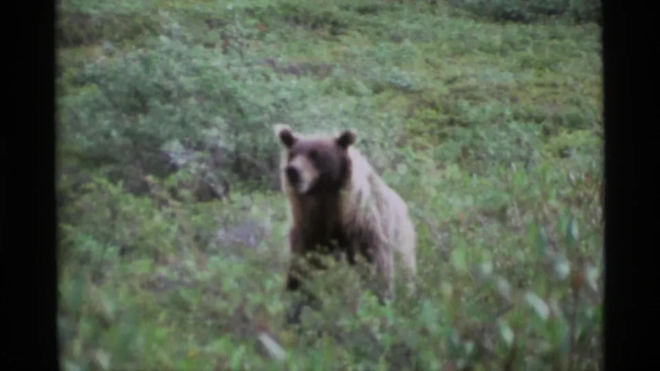 A grizzly bear appears to pause and face the camera in an Alaska meadow, framed by soft 8mm grain and green brush.