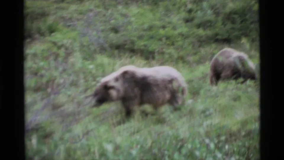Two bears are visible in the meadow, with one crossing the foreground and a second foraging farther back in supported 1977 Alaska footage.