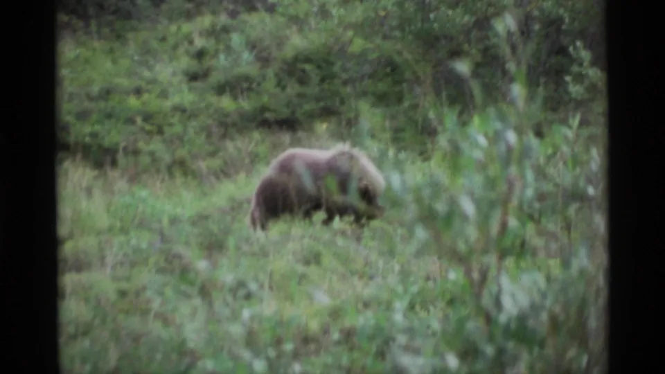 A bear lowers its head while foraging in an Alaska meadow, with soft focus and muted 8mm color visible in the frame.