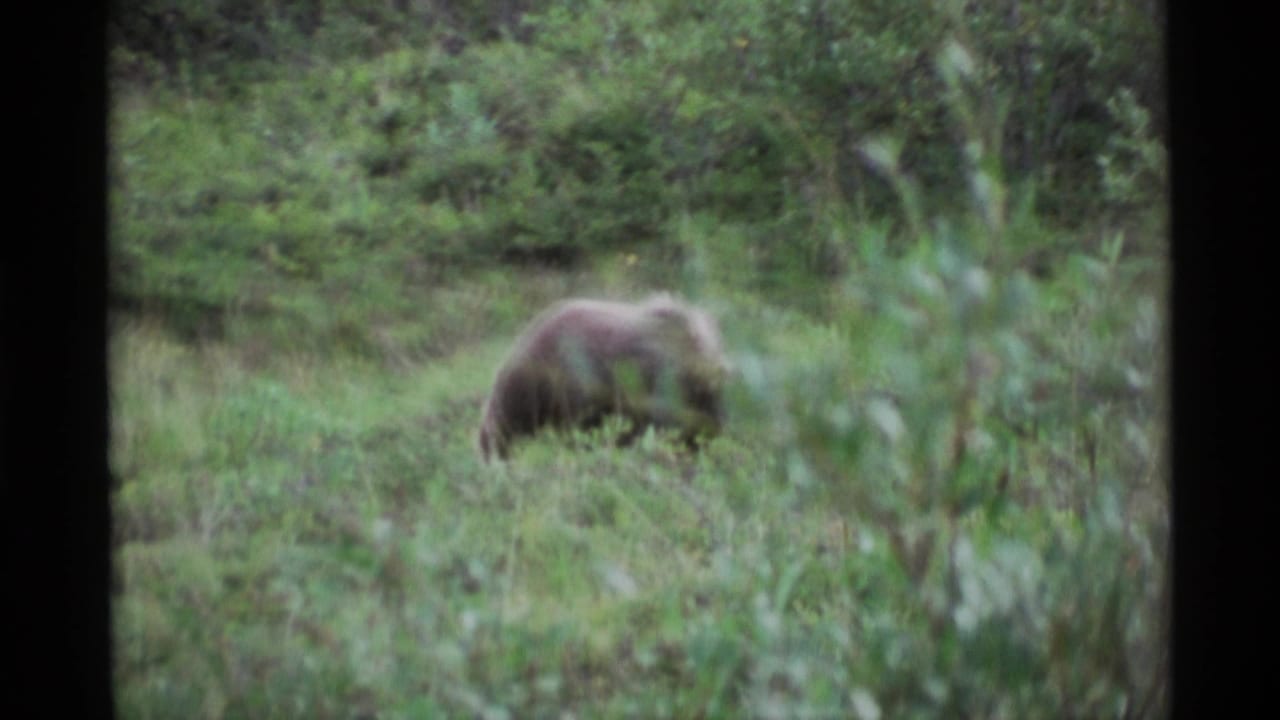 A brown bear appears to forage in a grassy Alaskan clearing in soft 1970s 8mm home-movie footage.