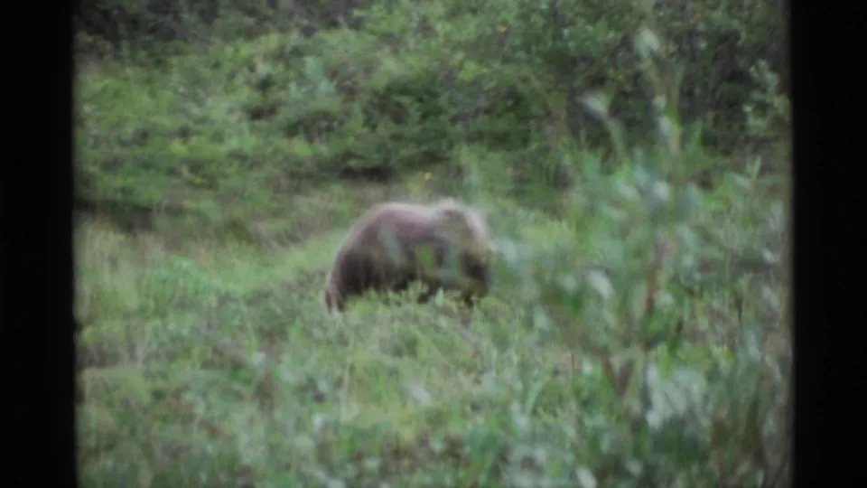 A brown bear appears to forage in a grassy Alaskan clearing in soft 1970s 8mm home-movie footage.