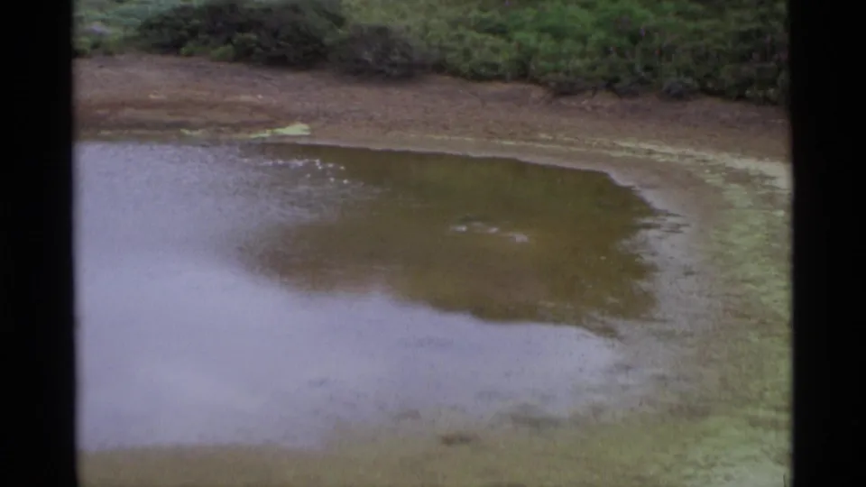 A muddy waterhole in Alaska fills the frame, with shallow water, exposed bank, and green vegetation beyond.