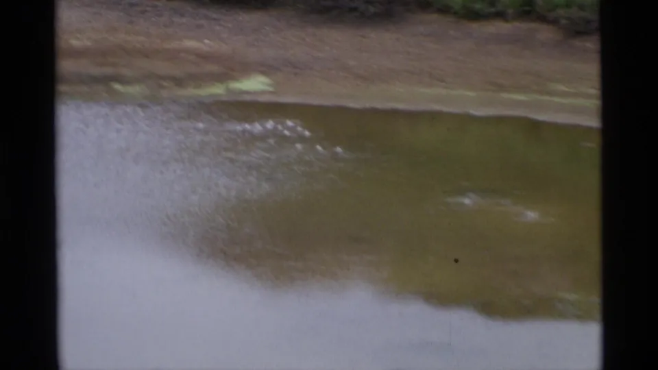 Small birds appear on or near the surface of a muddy Alaskan pool, creating ripples close to the shoreline.