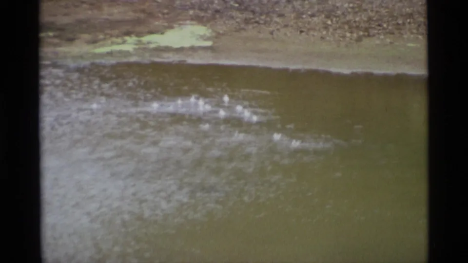 Small birds splash and feed in shallow brown water near a muddy bank in vintage Alaska wildlife footage.