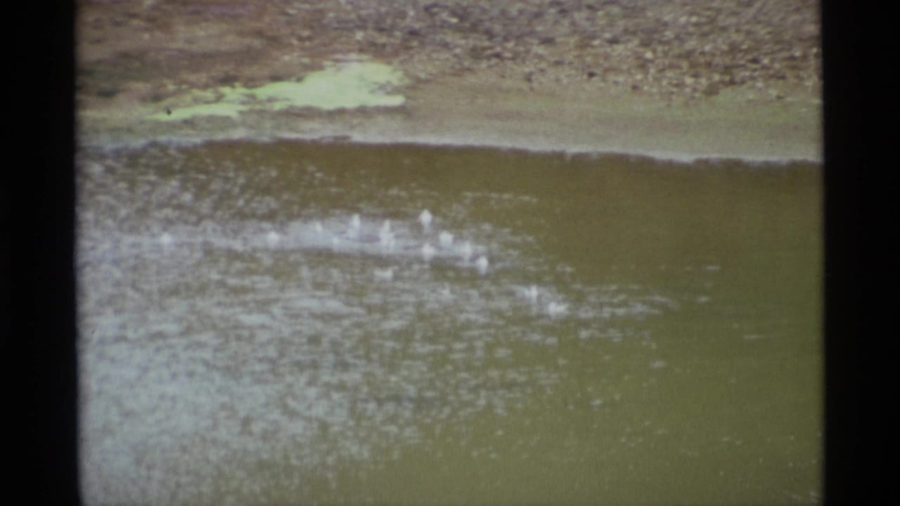 White waterfowl swim across greenish pond water near a low shoreline.