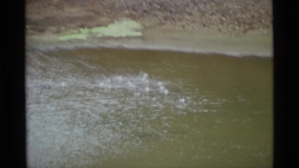 Distant white waterfowl swim left to right across an Alaska pond in faded 1970s 8mm home-movie footage.