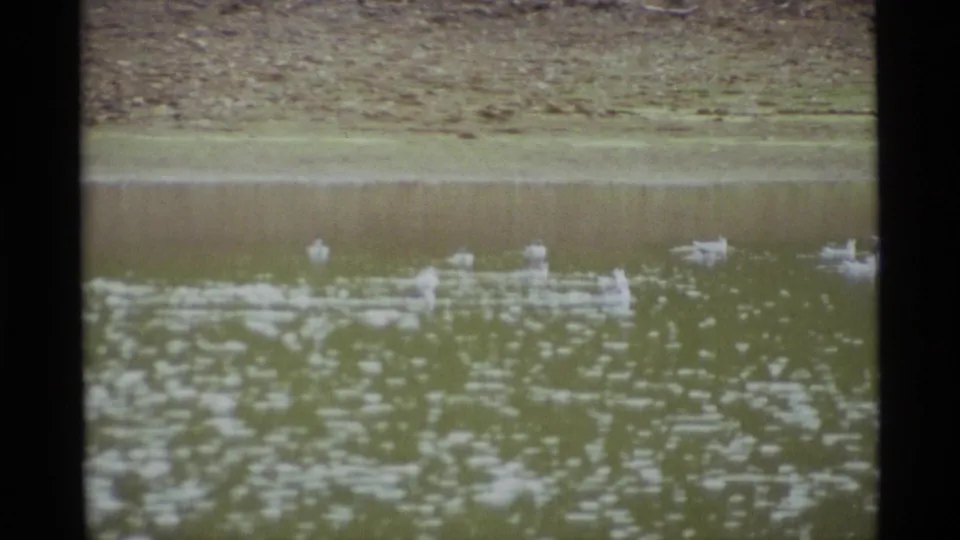 White waterfowl appear scattered across a calm pond near the shoreline in 1977 Alaska home-movie footage.
