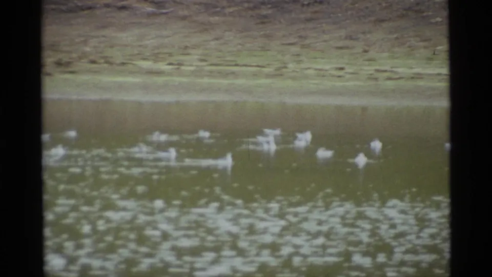 A small group of white waterfowl remains near the far side of a greenish Alaska pond in a soft 8mm frame.