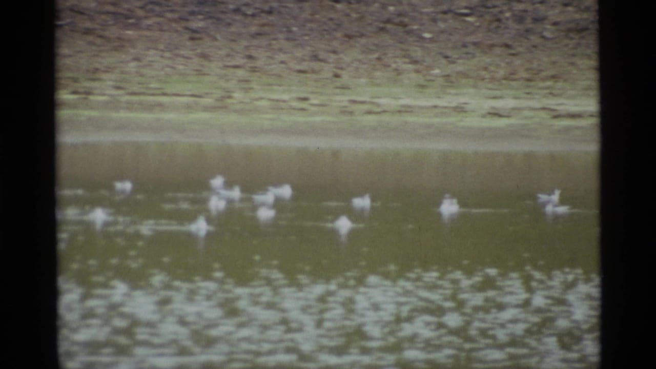 White ducks swimming across murky water near a low shoreline.