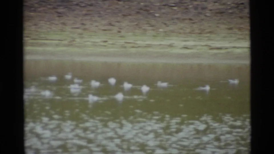 A flock of white ducks is scattered across pond water in Alaska home-movie footage, seen through soft 8mm grain and muted color.