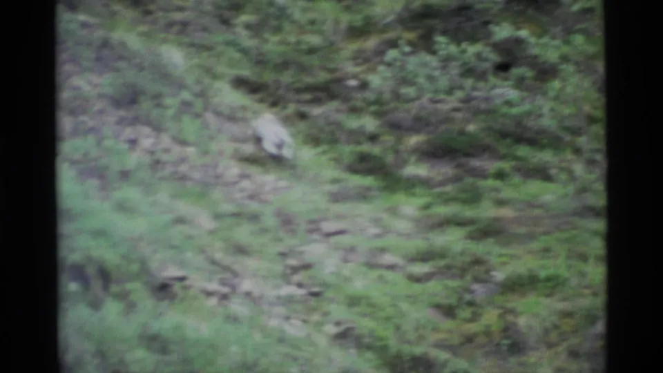 A small light-colored puppy runs through green hillside underbrush in 1977 Alaska 8mm home-movie footage.