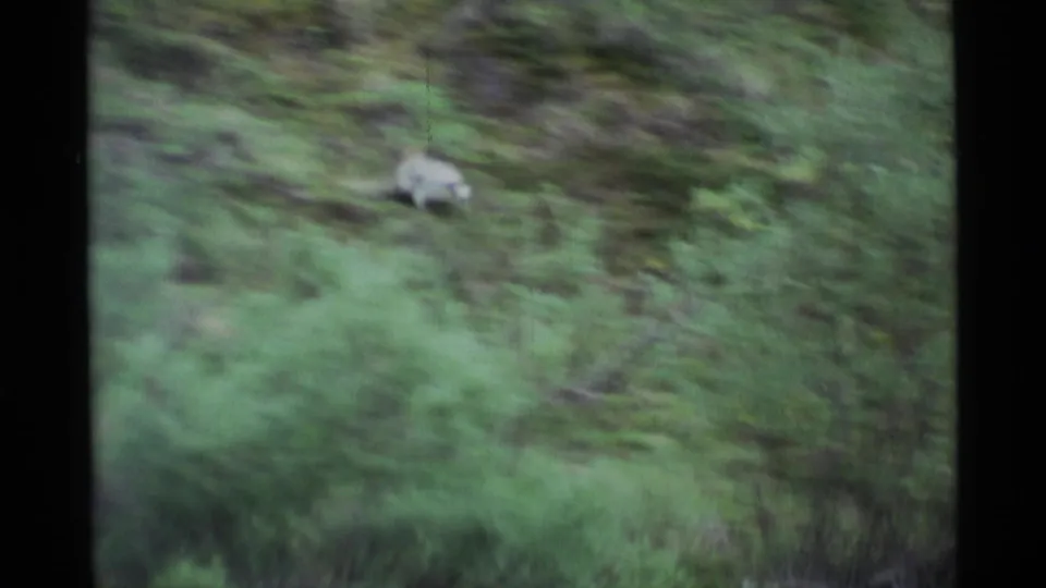 The small puppy appears blurred in motion as it runs through a grassy Alaska hillside, with dense green brush around it.