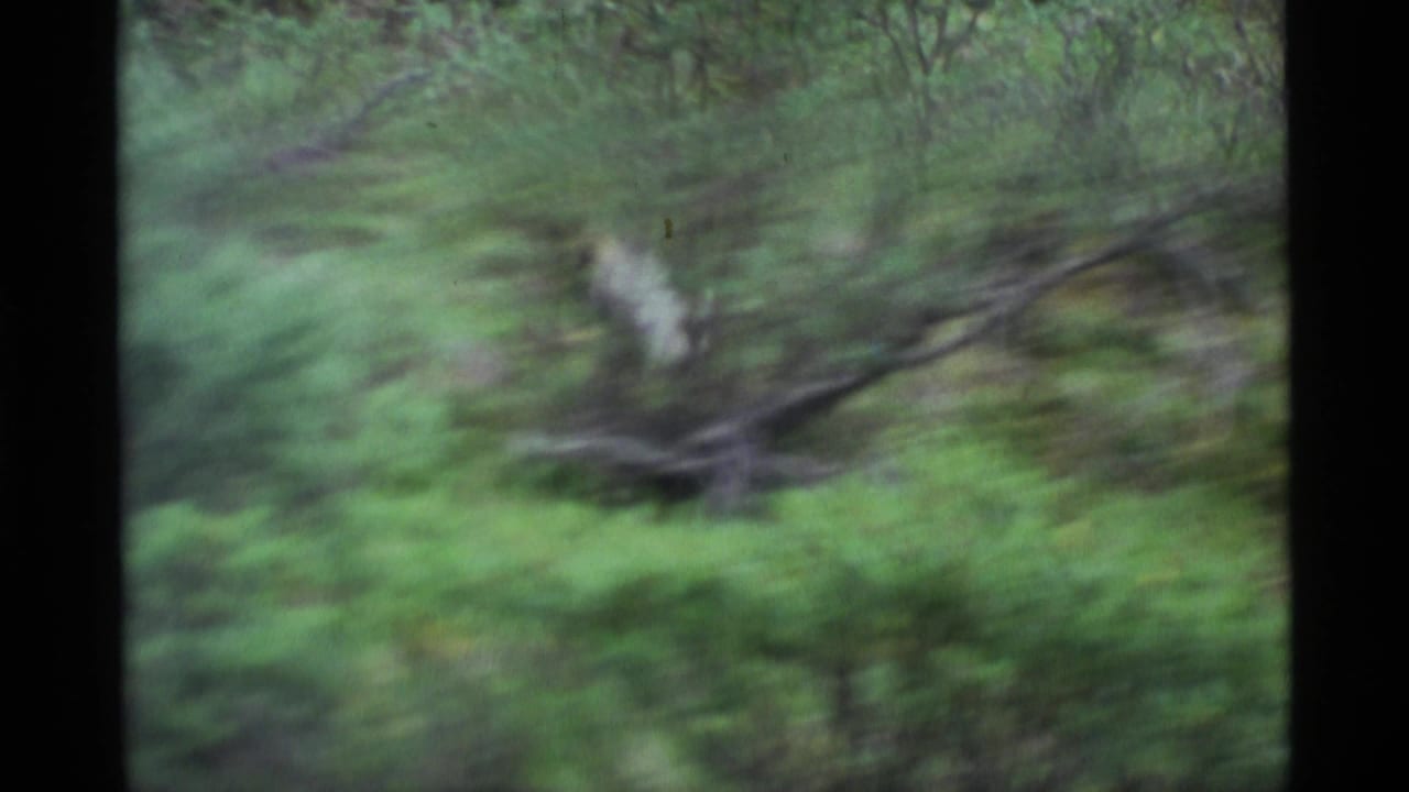 Blurred green forest and brush seen through a handheld 8mm frame.