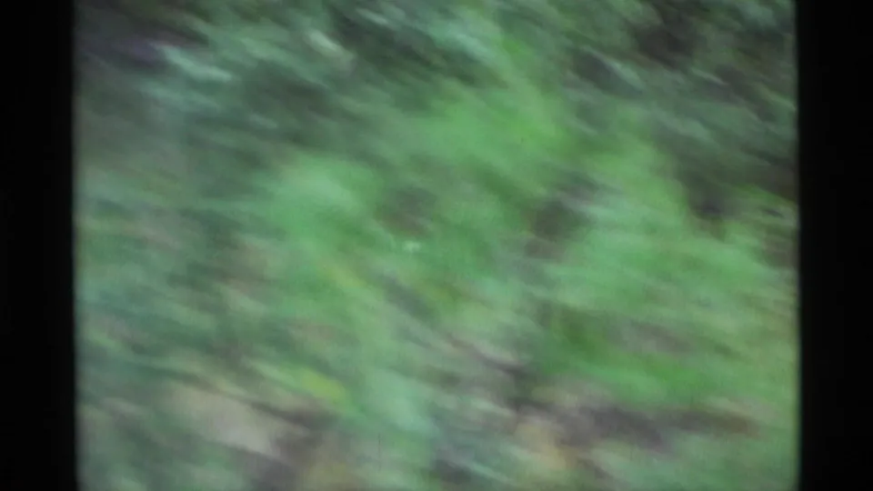 Blurred 8mm view of green ground cover and branches, suggesting quick handheld movement along an Alaskan trail.
