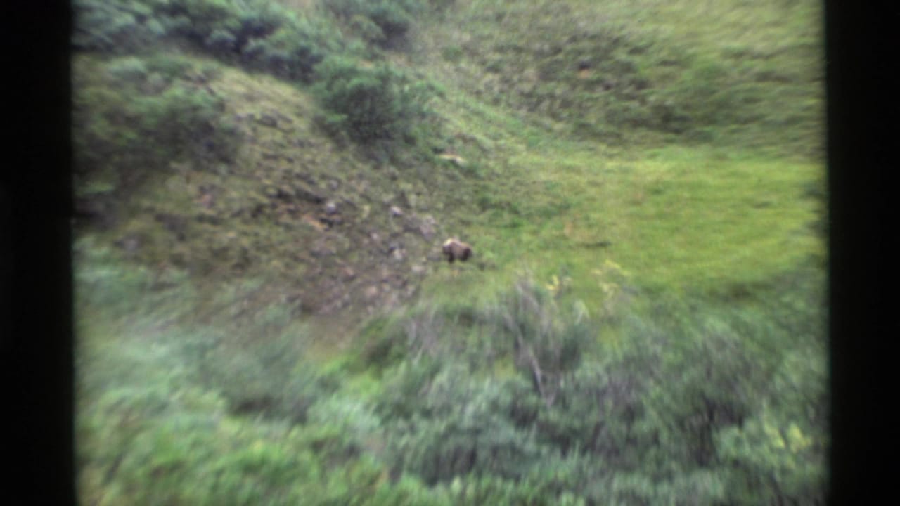 Distant bear on a green hillside, framed by dark vertical edges.