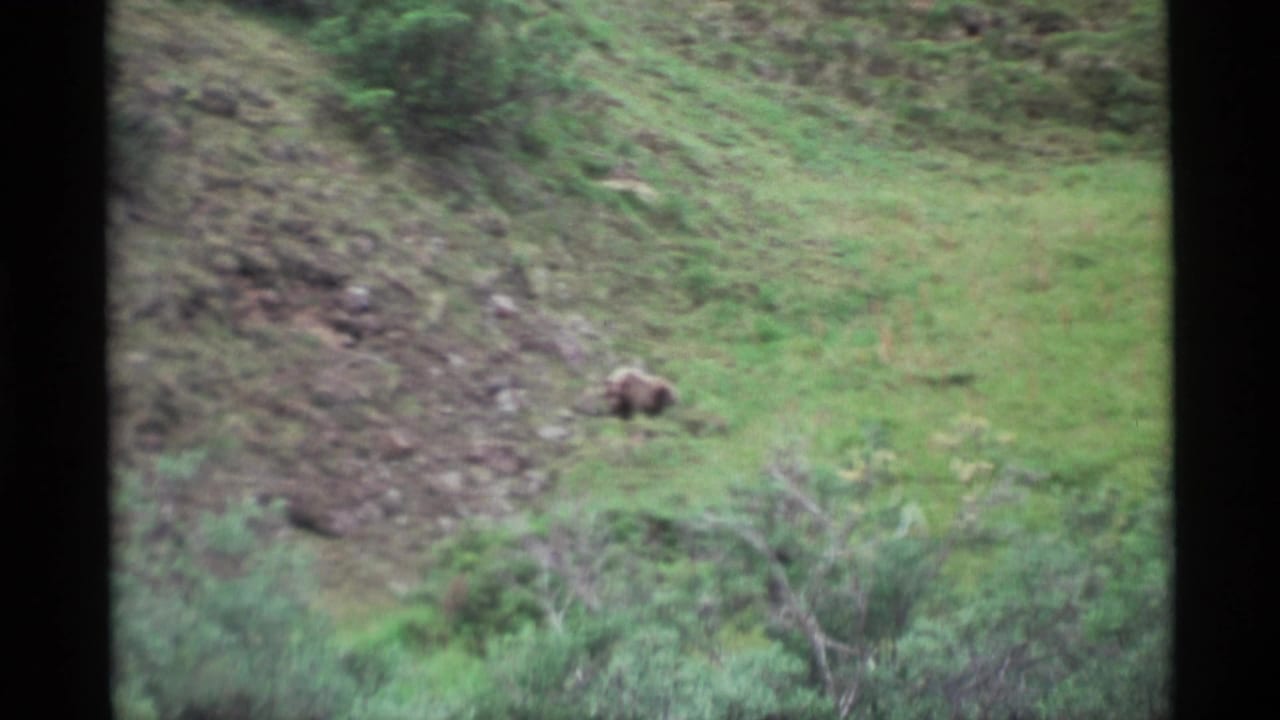 The bear is seen farther across the Alaska hillside, surrounded by green grass, scattered rocks, and brush.