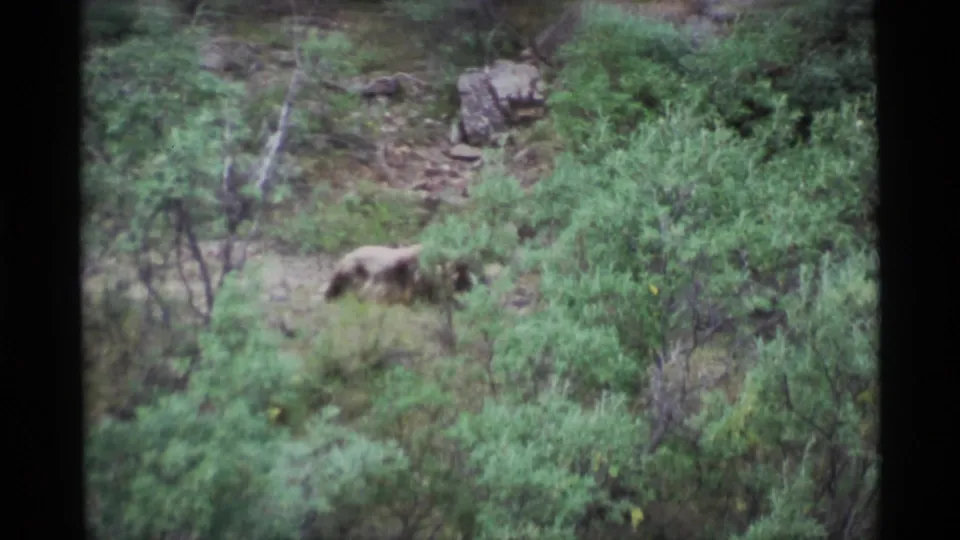 A bear moves through brush below a rocky green hillside in soft, grainy 1977 Alaska 8mm footage.