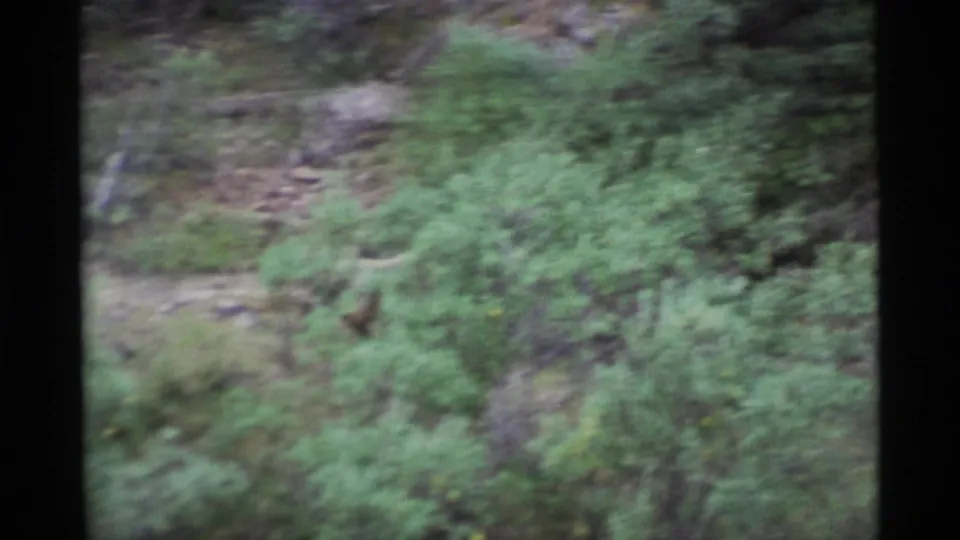 A blurred final view shows dense brush and rocky hillside where the bear is difficult to distinguish.