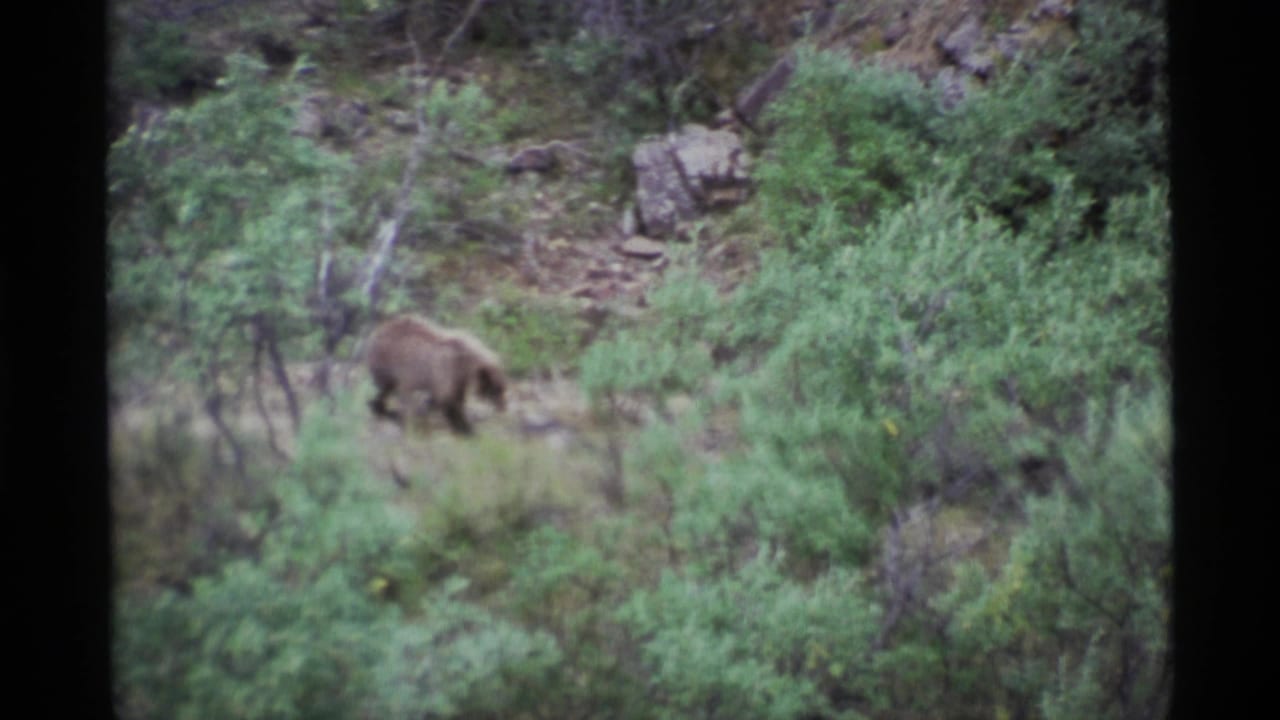 Brown bear walking through green brush below a rocky slope.