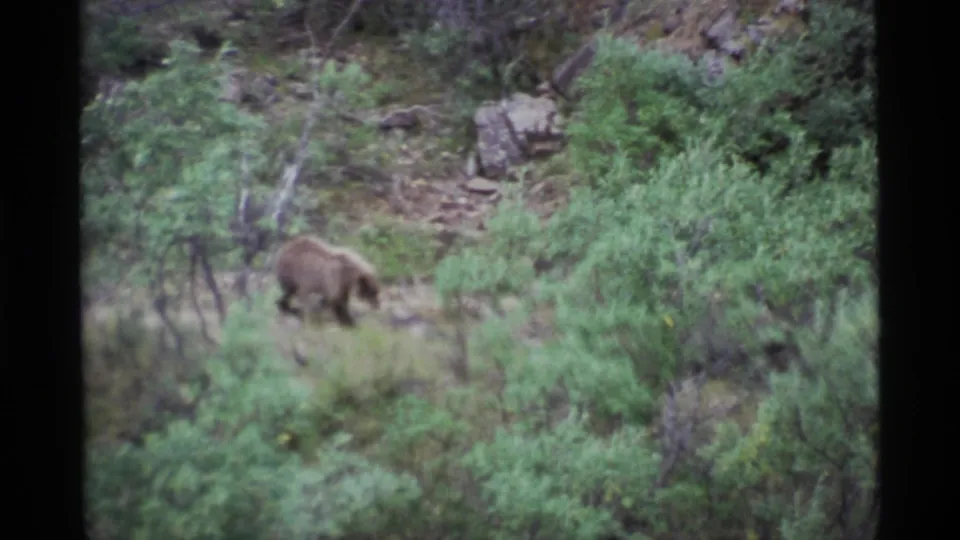Brown bear moving through dense Alaskan forest brush on soft 1977 8mm home-movie footage.
