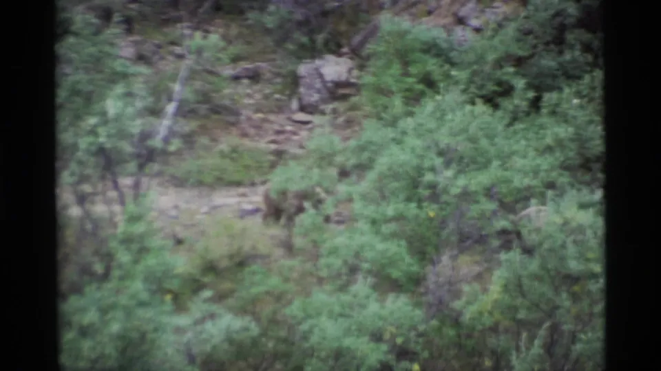 A bear appears partly hidden by shrubs and terrain in an Alaska forest scene from 1977 8mm footage.