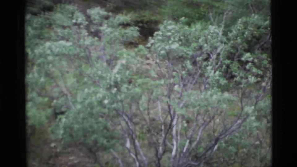 Dense shrubs and branches dominate the soft 8mm frame as the bear becomes difficult to distinguish in the brush.