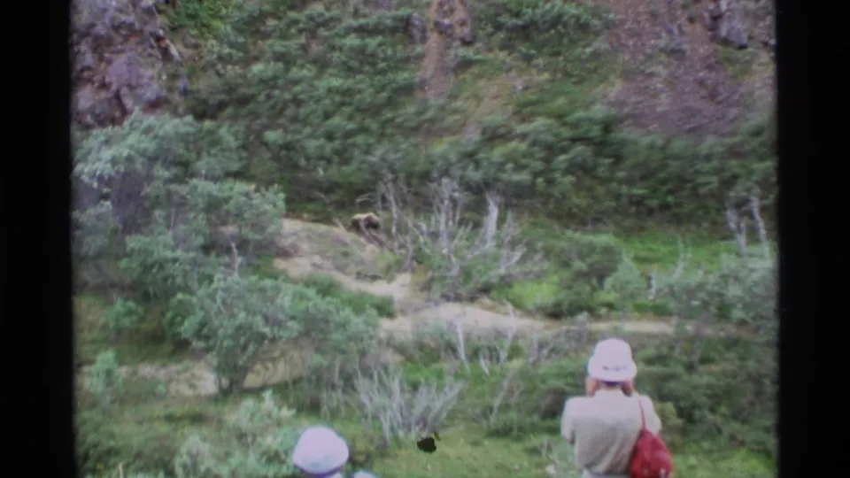 A woman in a light hat stands in the foreground watching a distant bear in 1977 Alaska 8mm footage.