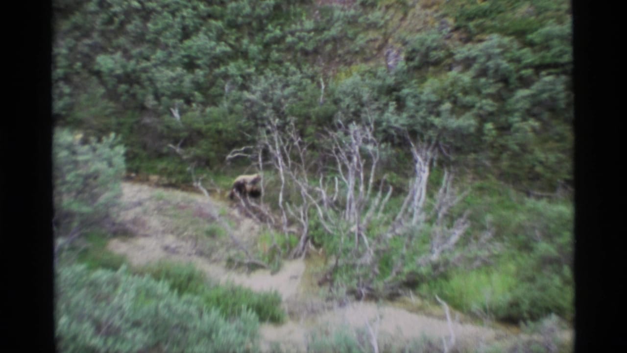Bear partly visible near a dirt path in dense green forest and pale brush.