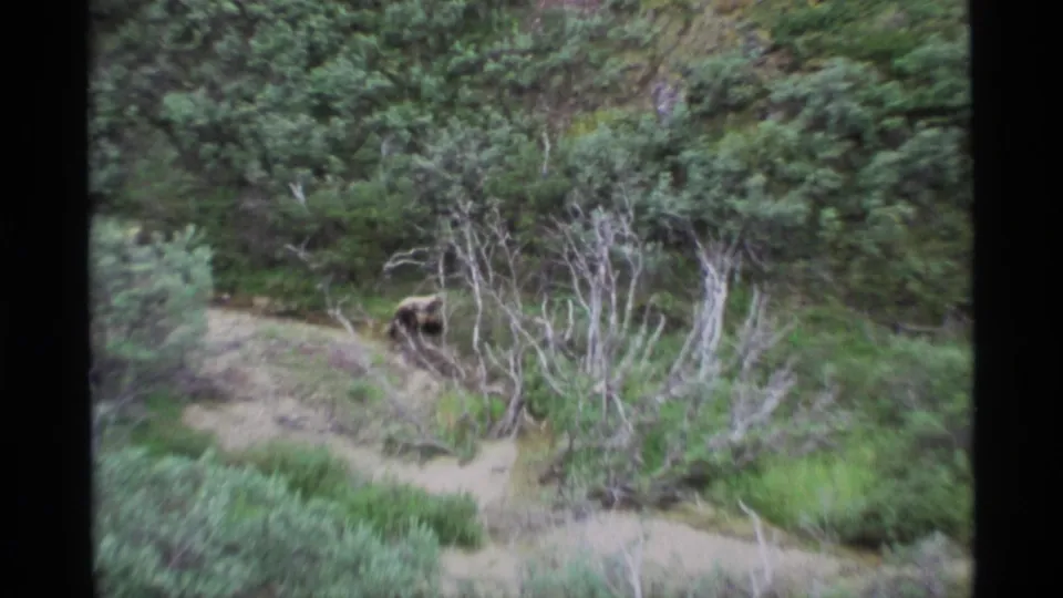 1977 Alaska 8mm frame showing a bear partly obscured by forest brush near a narrow dirt path.