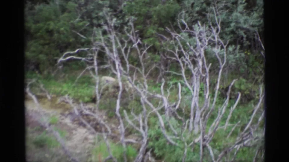 Bear partially hidden among pale leafless shrubs and dense Alaskan forest in a soft 8mm frame.