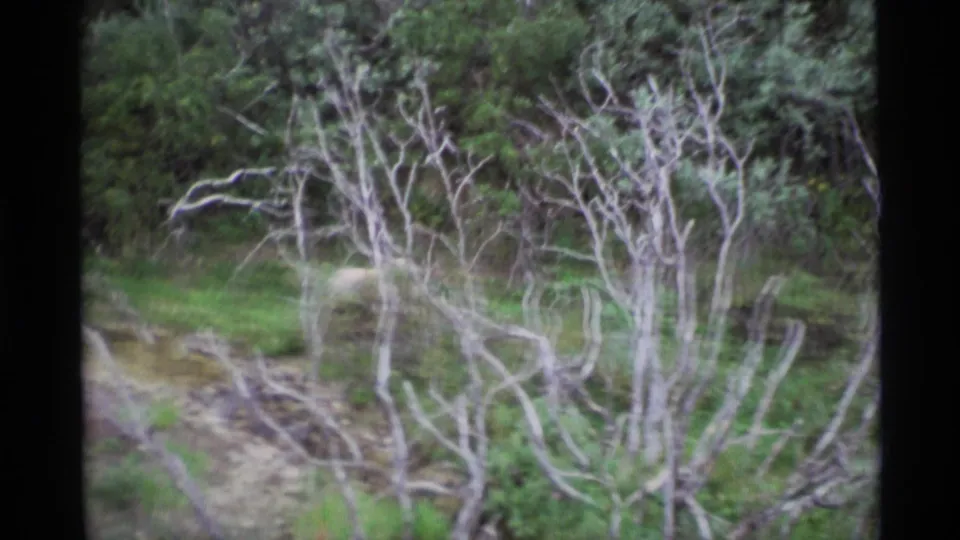 A bear is difficult to see through dense pale branches and green forest growth in this 1977 Alaska home-movie frame.