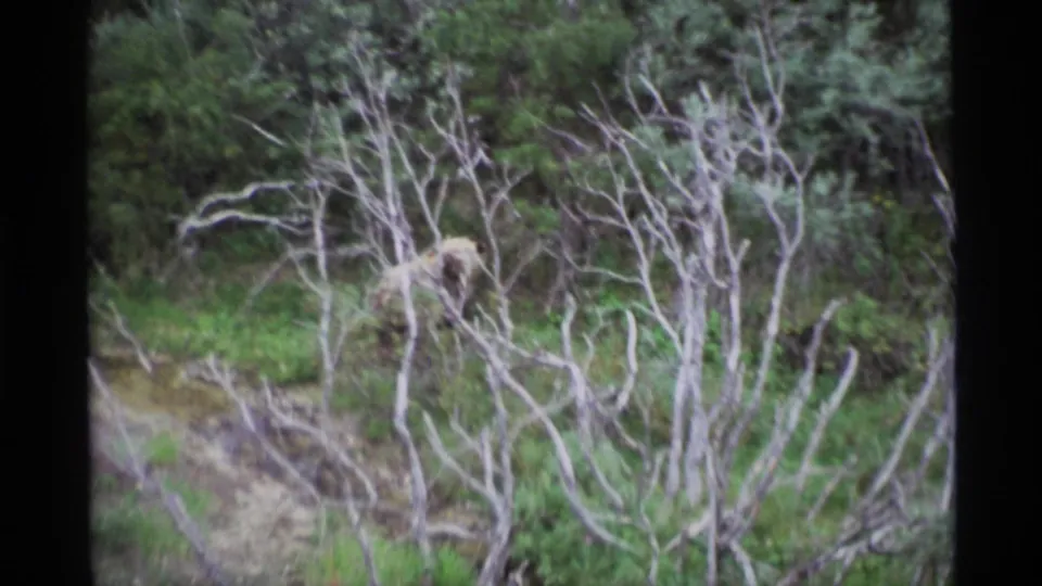 1977 Alaska 8mm frame with a bear more clearly visible among bare branches and dense forest vegetation.