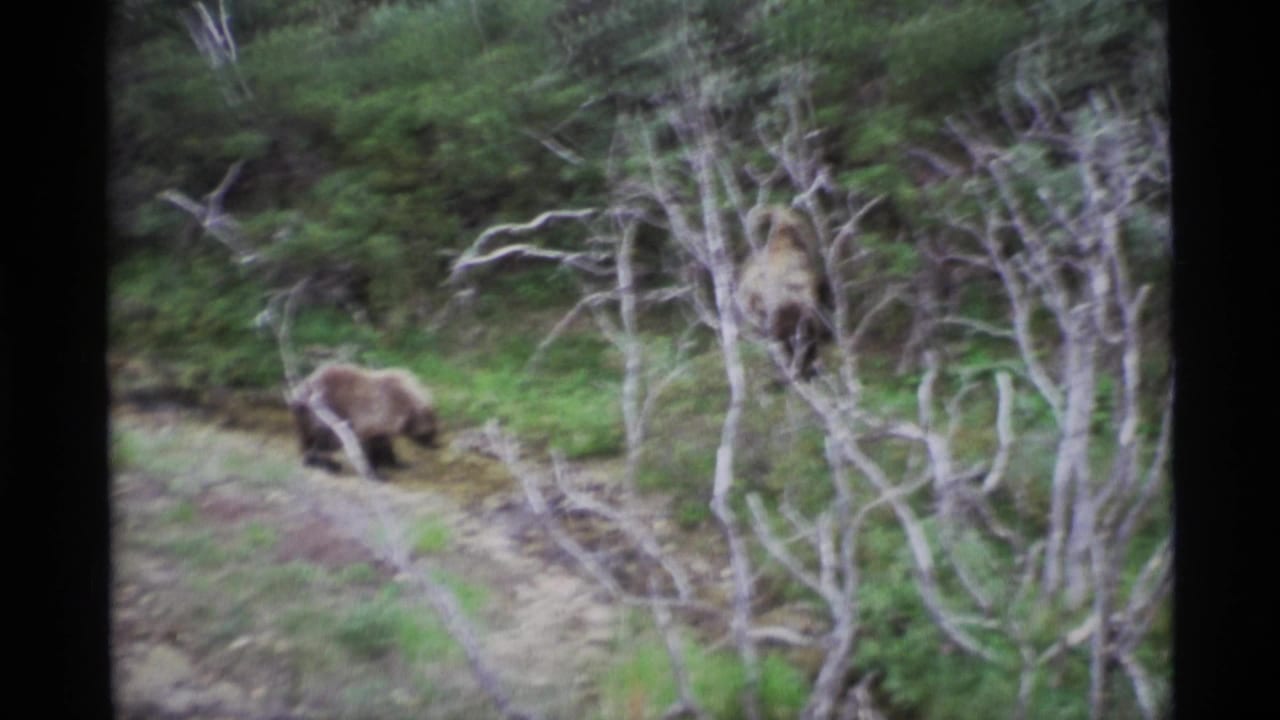 Brown bear foraging beside pale branches in a dense green forest.