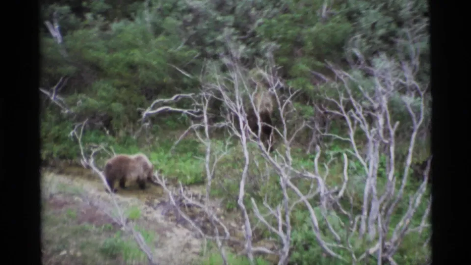 1977 Alaska 8mm frame with a brown bear partly screened by bare branches in thick green woodland.