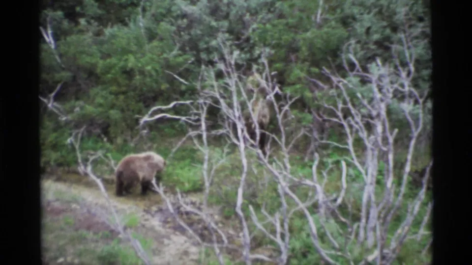 1977 Alaska 8mm frame showing a brown bear with its head down near a muddy track, framed by pale foreground branches.