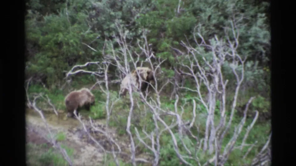 1977 Alaska 8mm frame of a brown bear in a dense forest setting, seen through pale tangled branches.