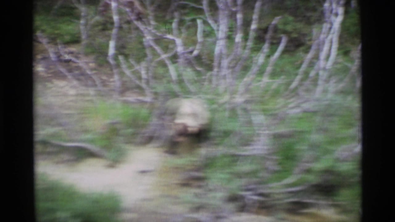 Blurred brown bear moving along a dirt path amid brush and leafless branches.