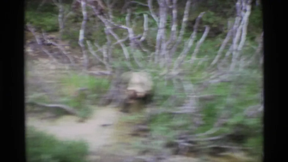 Soft 1977 Alaska 8mm frame of a brown bear partly blurred as it moves through brush along a pale dirt path.