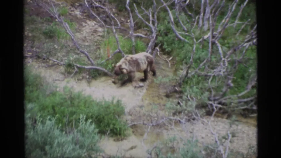 A brown bear walks across an overgrown Alaskan path, surrounded by green shrubs, pale soil, and leafless branches.