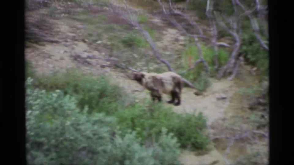 A brown bear continues along the pale dirt path through dense Alaskan brush in a soft, grainy 8mm frame.