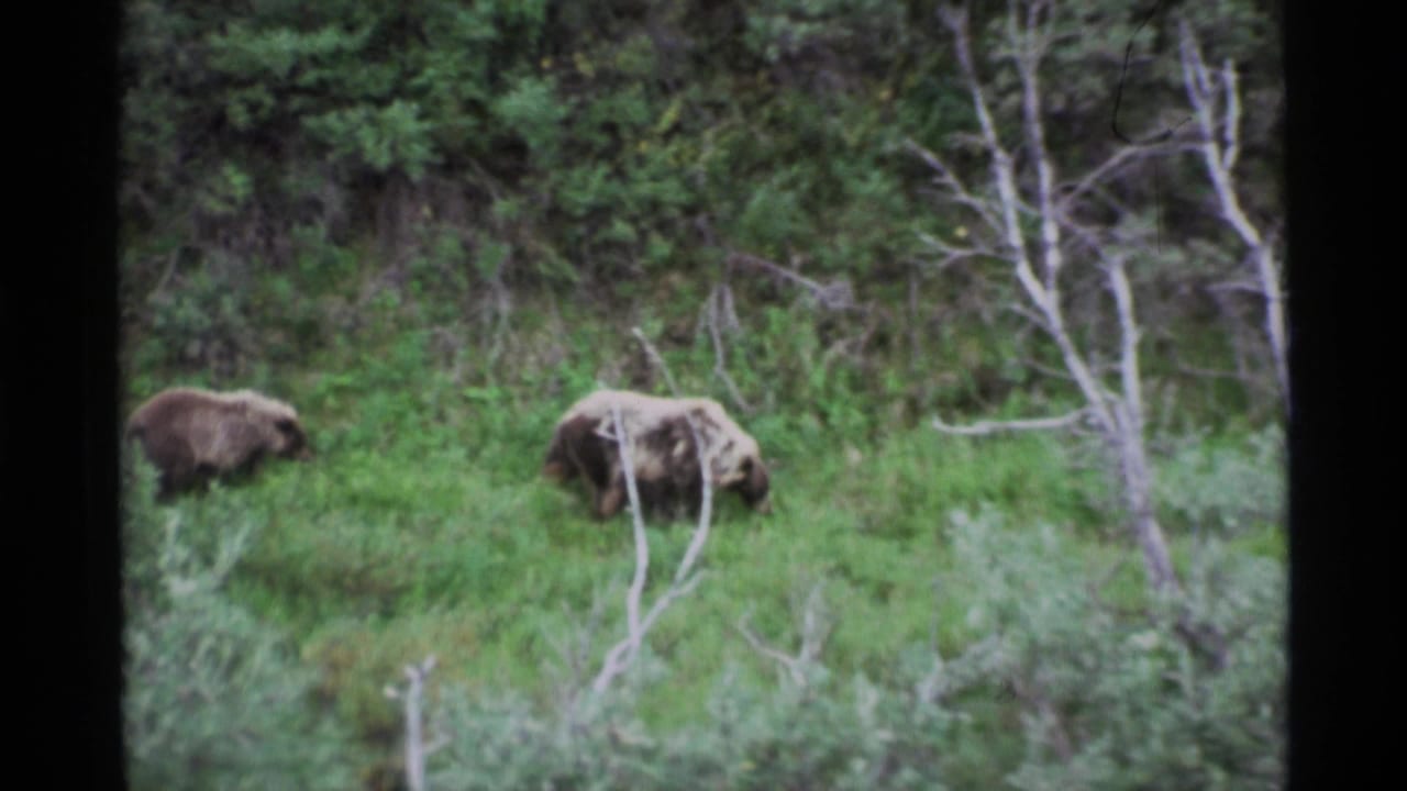 Two brown bears move through tall green grass with brush and trees behind them.