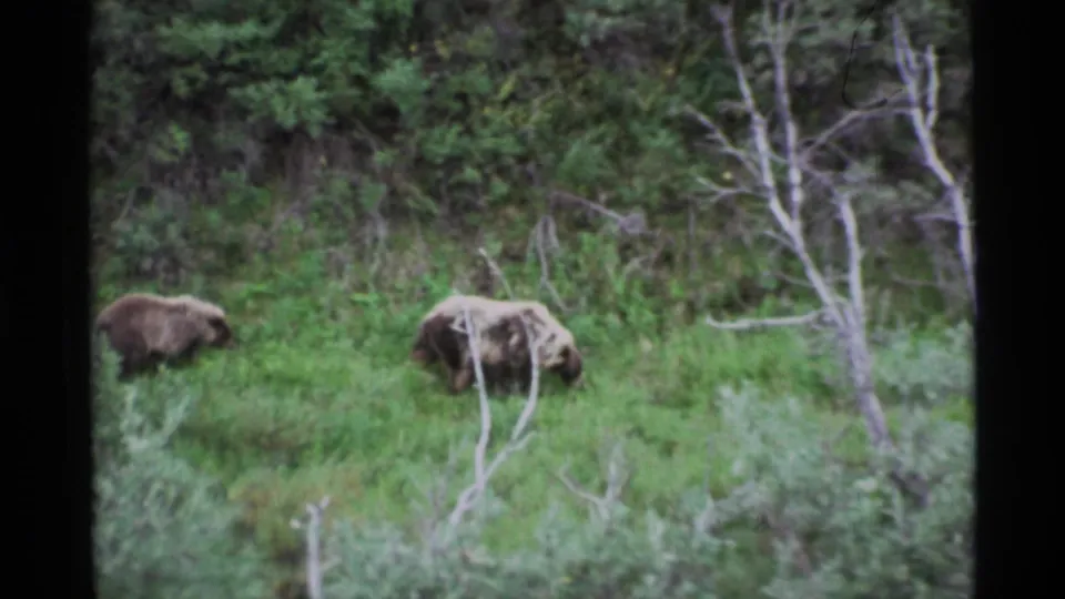 Two Kodiak bears appear in a green Alaskan meadow, seen in soft 1970s 8mm footage with brush and trees in the background.