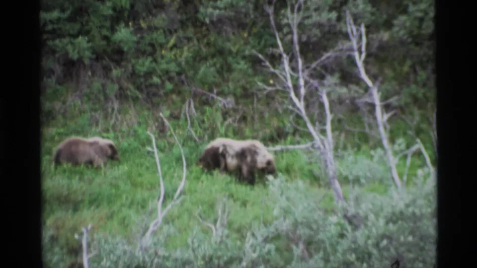 Two Kodiak bears move slowly through tall grass in Alaska, framed by brush, pale branches, and the soft look of 8mm film.