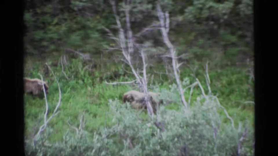 In this 1977 Alaska frame, two bears are partly obscured by tall grass and shrubs while moving through a wooded meadow.