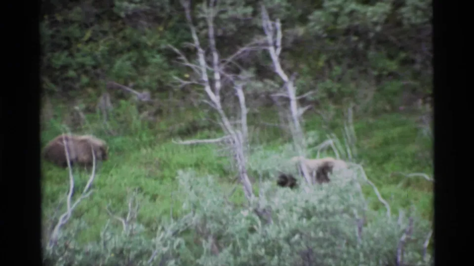 Two Kodiak bears remain visible in the Alaskan meadow, one partly hidden by brush, with trees and pale branches behind them.