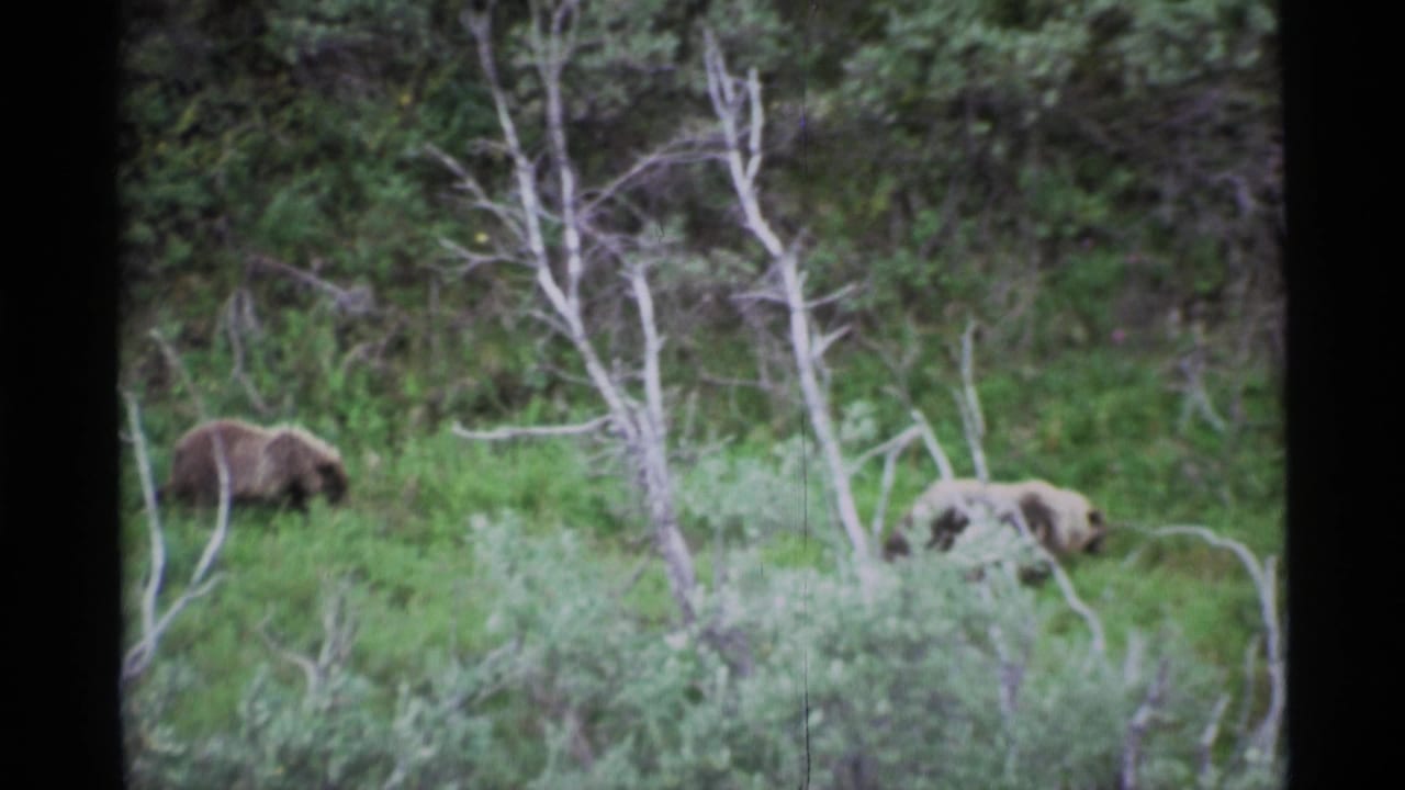 Two brown bears moving through grass among pale bare trees.