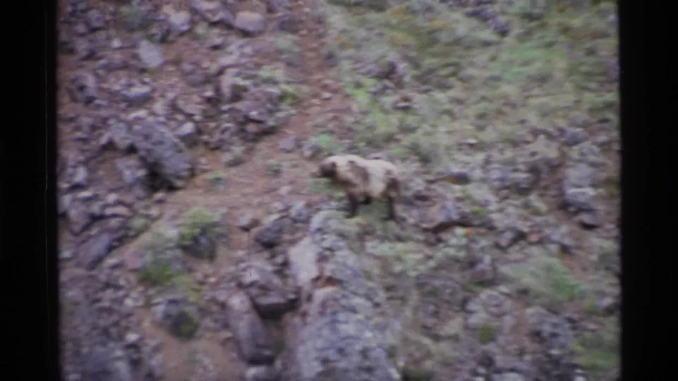 A brown bear walks across a stony Alaskan hillside in vintage 8mm footage, surrounded by rocks, scrub, and uneven mountain ground.